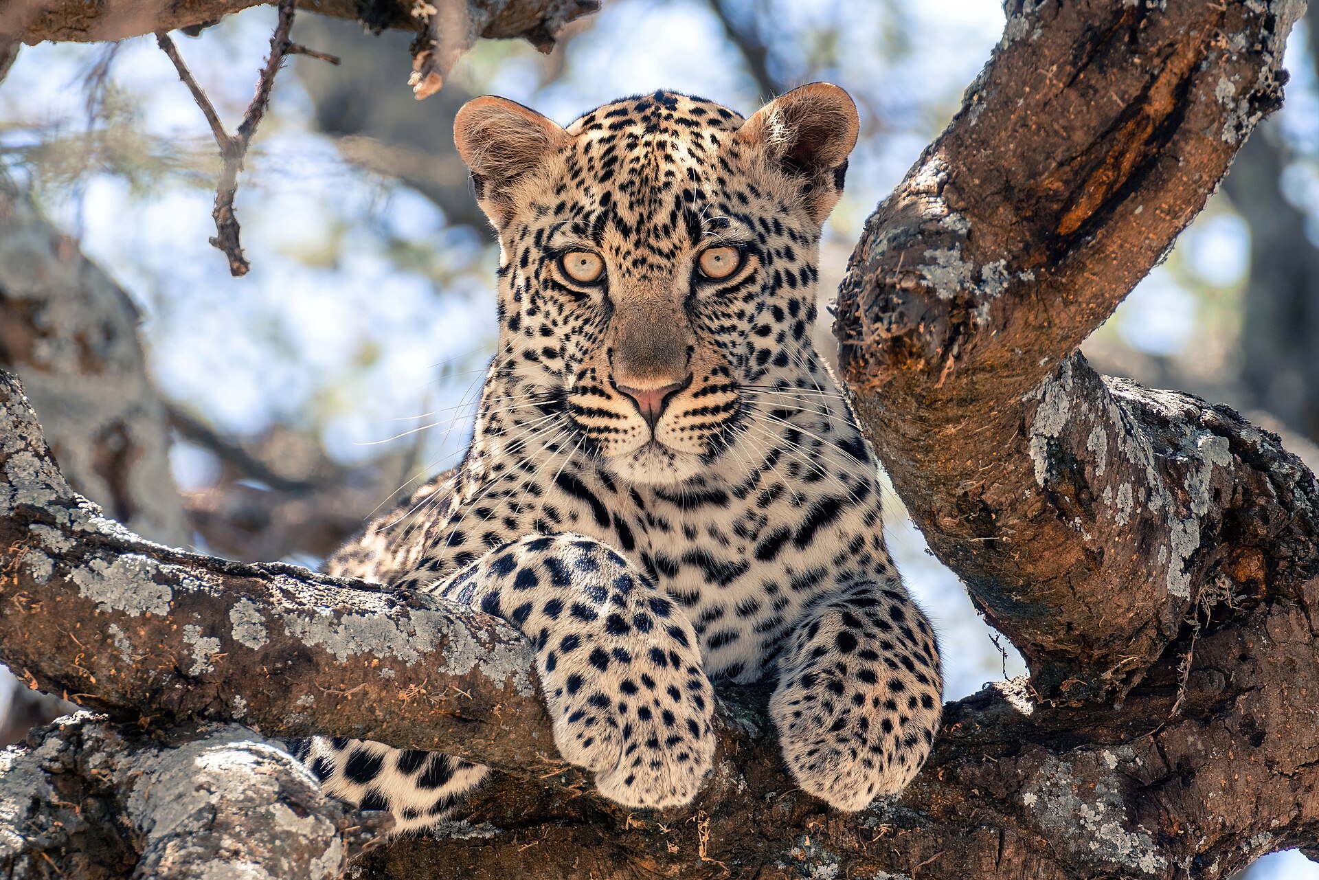 Southern Wilderness Safari