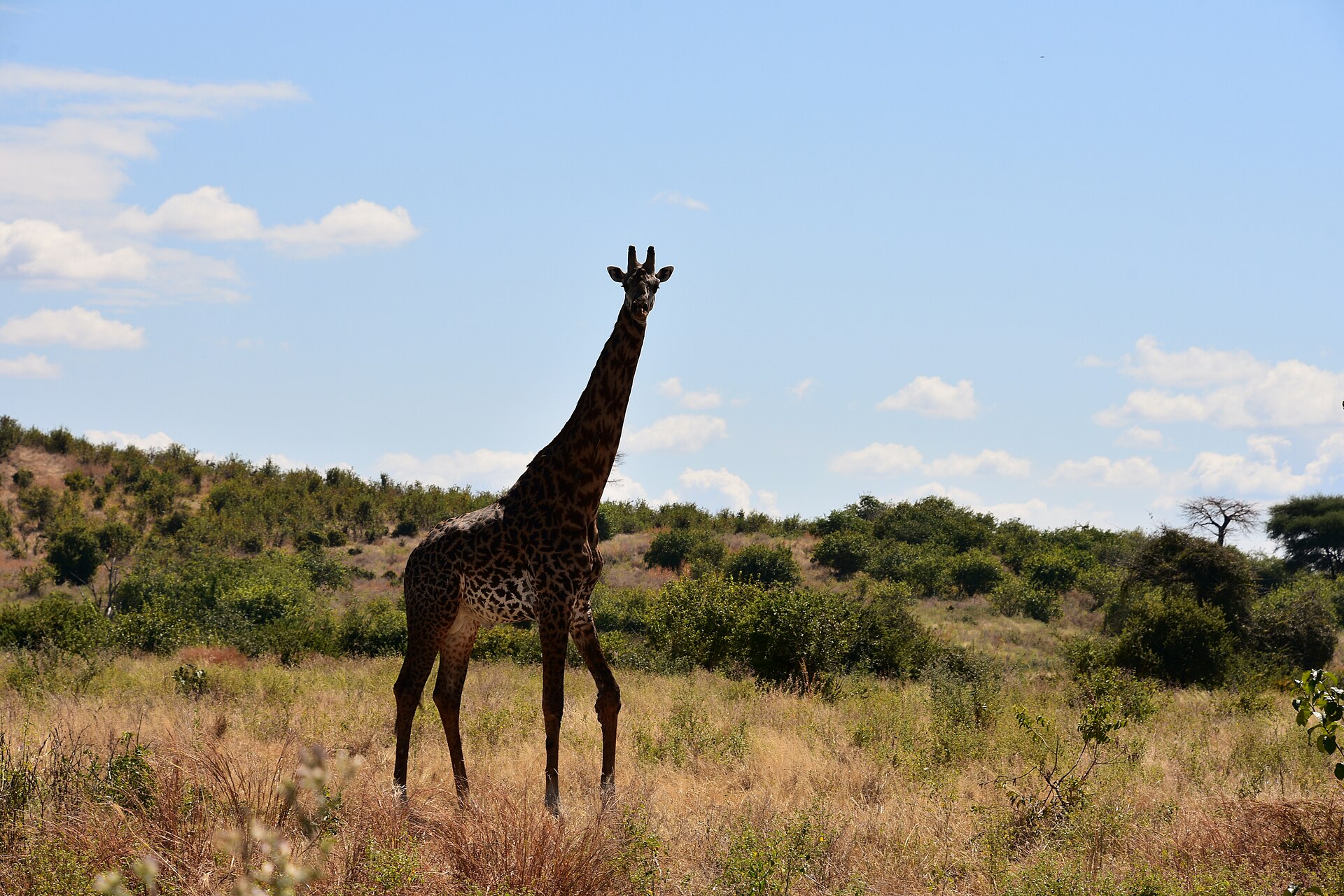 Ruaha National Park