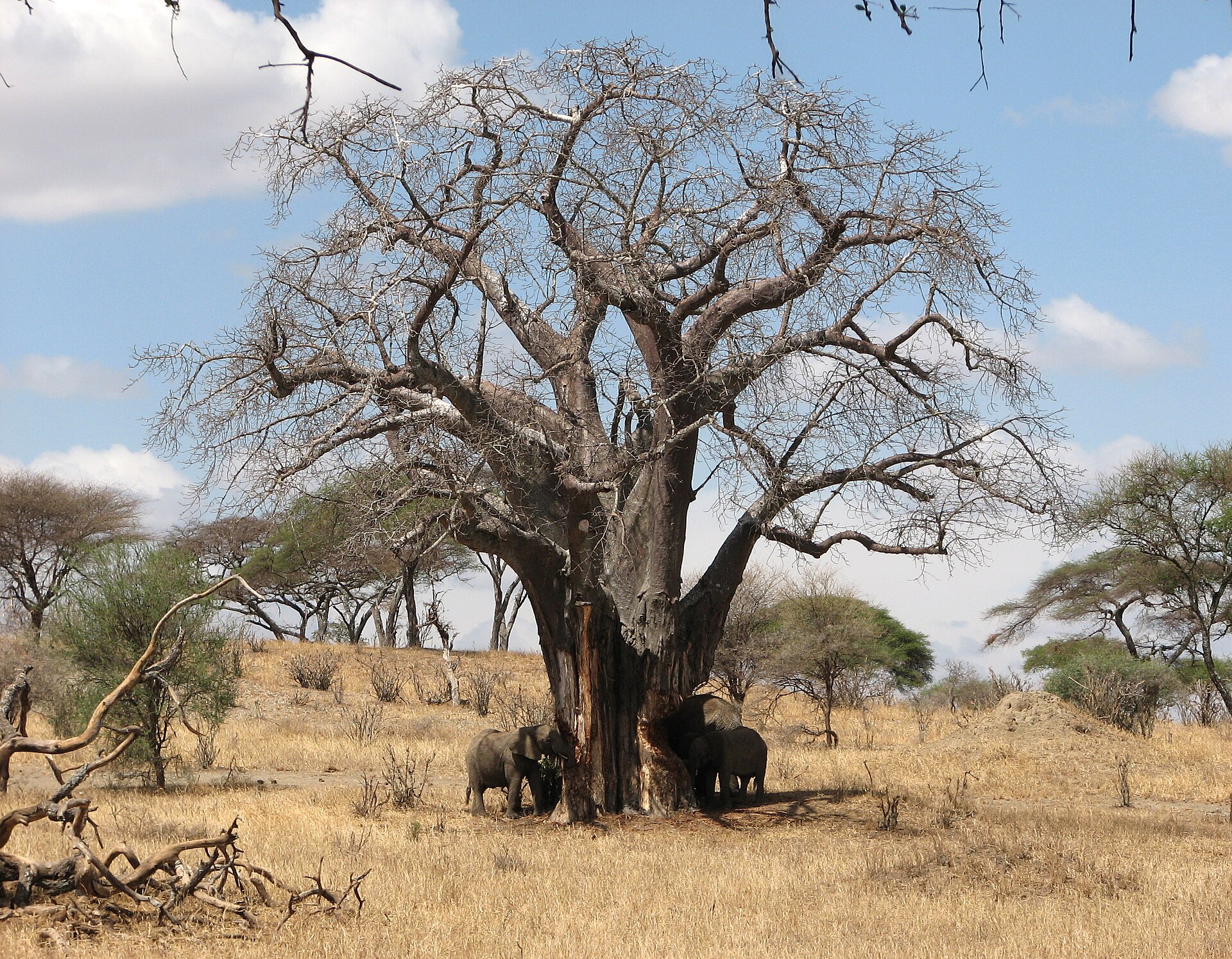 Tarangire National Park